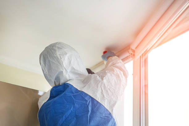 Best Basement Mold Removal  in USA